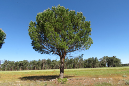 Semillas De Pino Pinoñero - Pinus Pinea X 10 Unid. 
