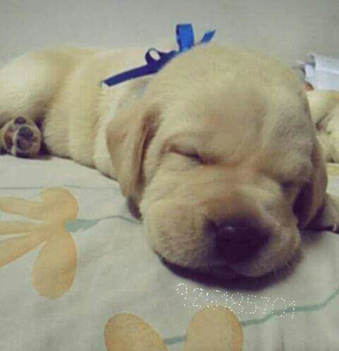 Imagen 2 de 3 de Cachorros Labrador Hueso