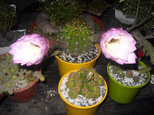 Cactus Grandes Con Flor