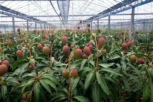 Imagen 1 de 1 de Árbol De Mango Miyazaki, ( Huevo De Oro )