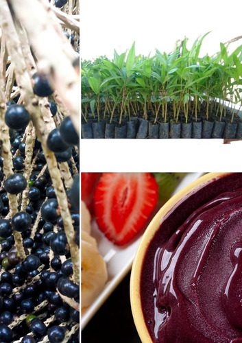 Muda De Açai Grande (1 M)