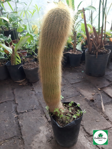 Cactus Parodia Leninghausii