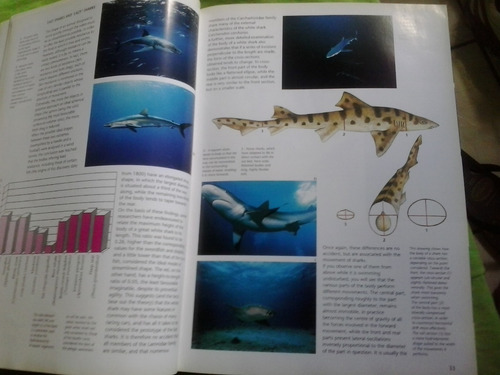Sharks History And Biology Of The Lords Of The Sea