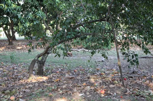 Finca En Piedras Tolima En La Zona Urbana