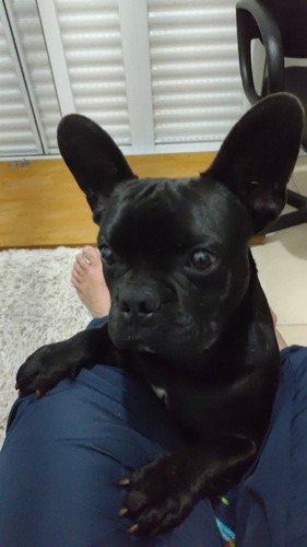 Imagem 4 de 5 de Buldogue Francês Recém Nascido