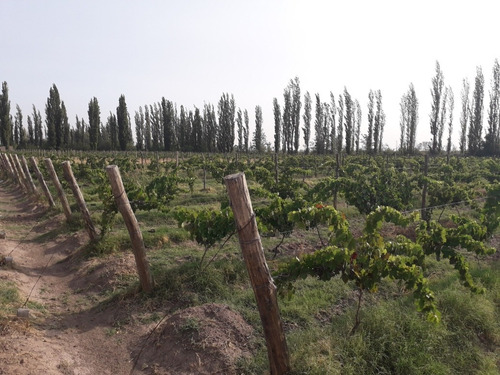 Imagen 2 de 6 de Unica Oportunidad!excelente Finca De 31 Has,s.r.l Y Marca Registrada En Productos Alimenticios
