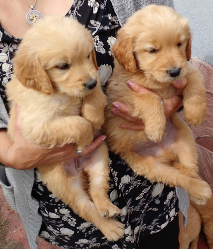 Cachorros Golden   Puros Machos Y Hembras Vacuado