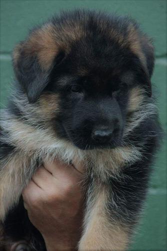 Preciosos Cachorros Pastor Alemán, Padres Pedigree