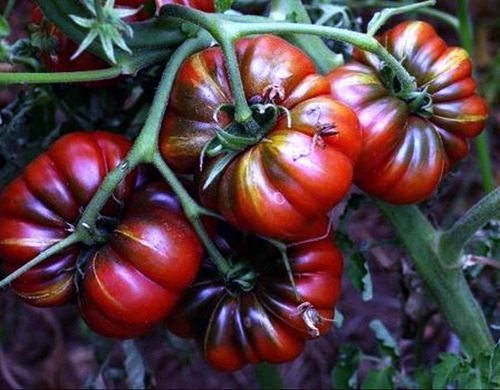 Semillas Organicas Tomate Variedad: Morisco 