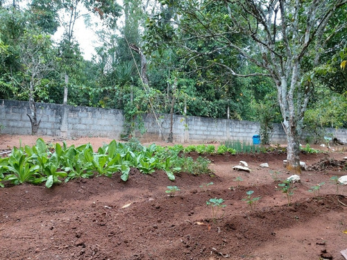 Imagem 19 de 29 de Oportunidade Chacara Biuna 2.000 M Casa,pomar,horta E Murada