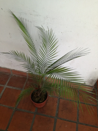 Palmera Microcoelum Weddellianum