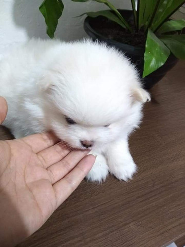 Imagem 3 de 3 de Spitz Alemão Anão