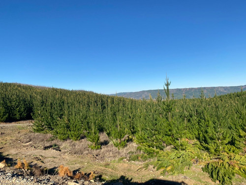 Predio Forestal En Constitución, Regeneración Plan De Manejo