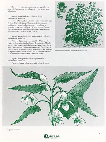 Plantas De Interior E Invernadero, Descripción Y Cultivo