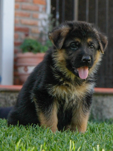 Cachorros Tatuados Poa Ovejero Alemán Consulte Dispon.