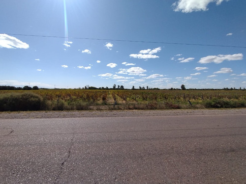 Imagen 1 de 16 de ¡zeballos Estudio Jurídico E Inmobiliaria Vende Finca En Producción En Lavalle! Mat. 134/135