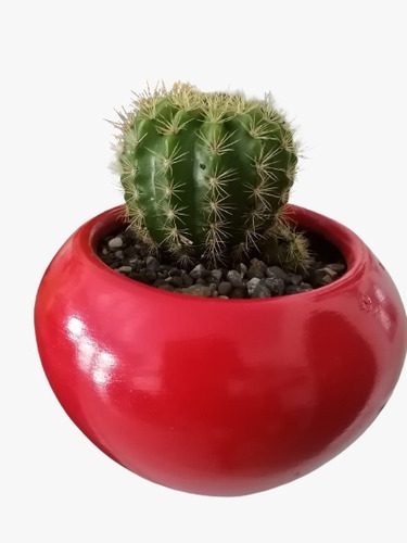 Cactus En Maceta De Ceramica