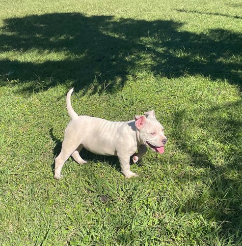 Cachorros American Bully