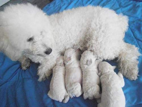 Imagen 2 de 2 de Cachorroa Poodle Toy Enanos