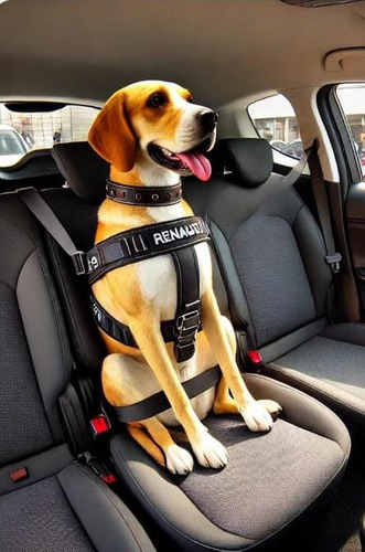 Traslado De Mascotas Con O Sin Sus Dueños A Todo El País