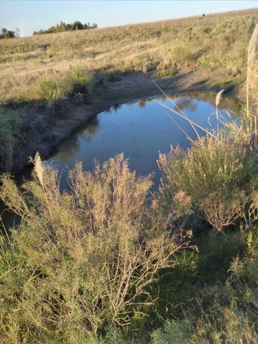 Ciudadanas Propiedades Vende Campo Con Vivienda En Sauce