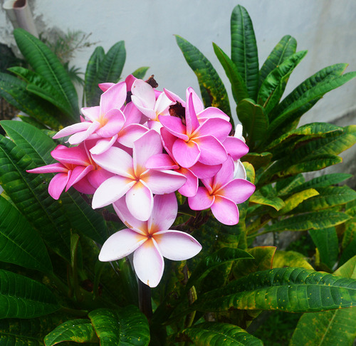 Plantas Flor De Mayo, Arbol De Flores Rosadas En Ramillete