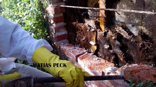 Retiro Abejas Enjambre Zona Norte Oeste Sur Caba Y Costa Atl