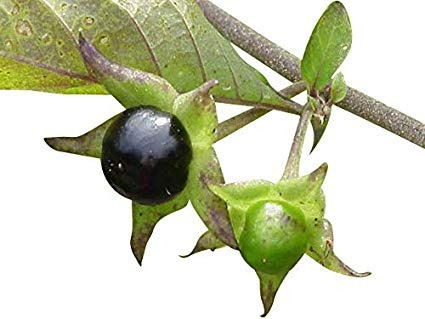Flor Beladona Atropa Belladonna Sementes P Muda Frete Rápido
