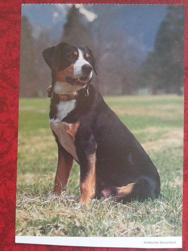 Perro Entlebucher Sennenhund Postal Alemana