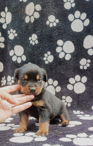 Cachorras Rottweiler Pura Raza Medellín Animal Pets Colombia