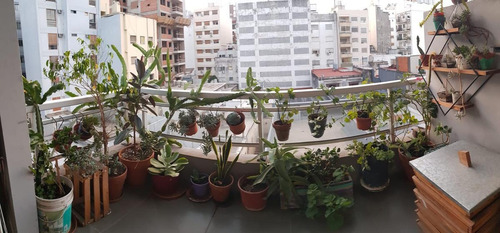Imagen 5 de 30 de Departamento - Caballito