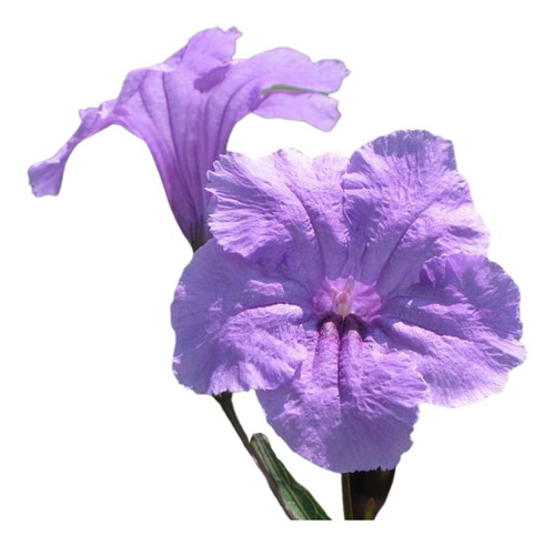 Ruellia Acuática Palustres 