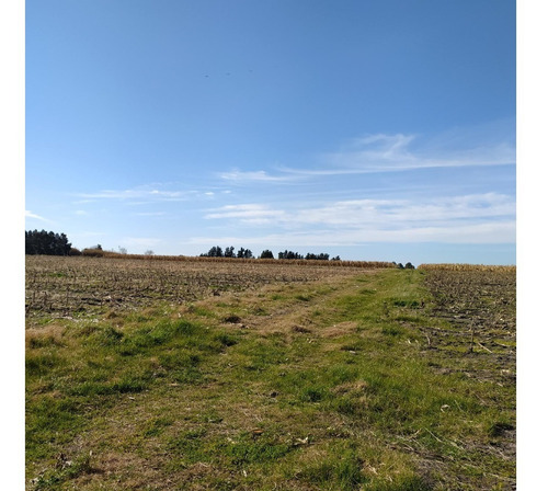 Vendo Excelente Campo Agrícola Con Tajamares Para Riego Y 2 Pozos Para Riego De 40.000 L/h Riego Instalado En Todo El Campo