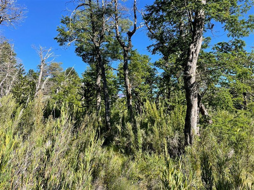 Terreno 5.000 M2 Camino A Corralco - Malalcahuello