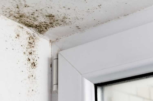 Imagen 7 de 9 de Pintura Latex Interior Perma-white Anti Hongo Y Moho .946l