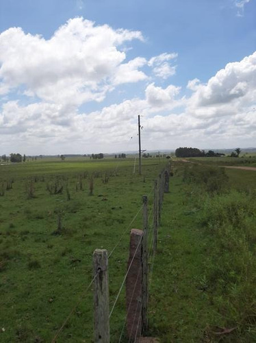 Se Vende Campo De 140 Hectáreas A 25 Km De Melo ,pegado A La Posta Del Chuy Sobre Ruta 26. Muy Buenos Suelos. Usd4000 Por Hectárea - Melo