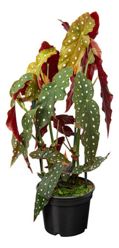 Begonia Maculata P13