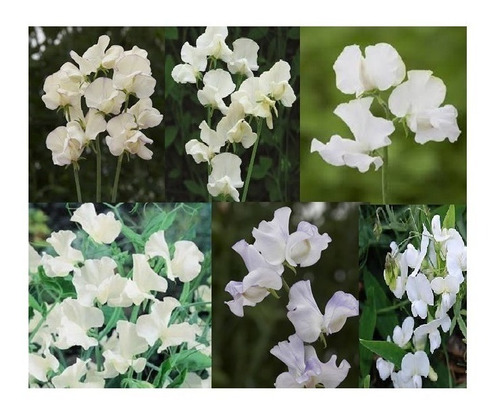 Arvejillas De Olor Blancas -semillas Clause Italia- (50)