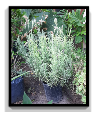 Lavanda Arbustiva Envase 3 Litros 