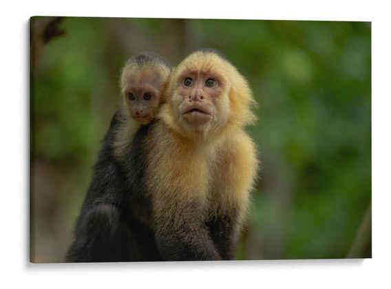 Mono Capuchino | MercadoLibre 📦