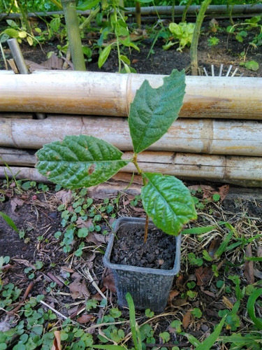 Imagen 5 de 6 de Plantines De Árboles