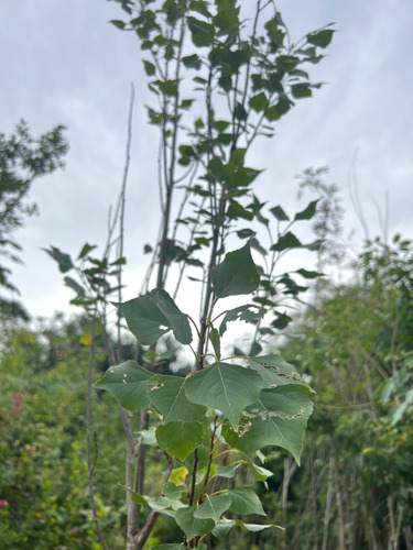 Álamos Piramidales, Populus. Álamo Plateado Y Blanco