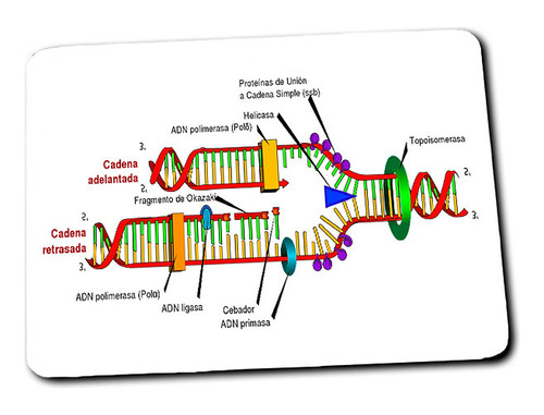 Mouse Pad Transcripción