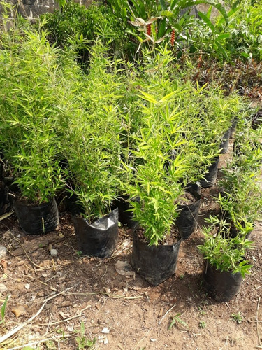 Imagen 3 de 3 de Bamboo Plumoso De 1 Mt De Alto De Follaje