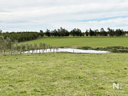 Campo Olivar Sobre La Ruta 8 De Minas