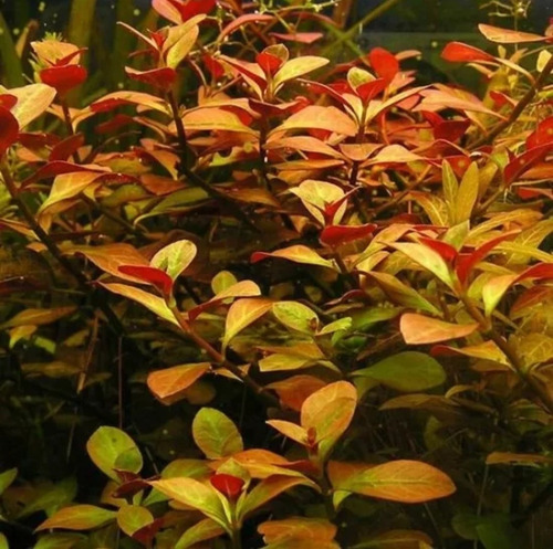 Paquete 3 Plantas Acuáticas Y 1 Musgo Varias Especies