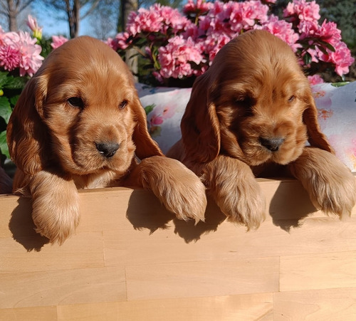 Cocker Dorados !!! Pedigree De F.c.a + Microchip