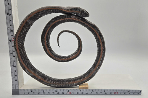 Figura Serpiente 788 Culebra Plástico (macizo) Juguete Niño