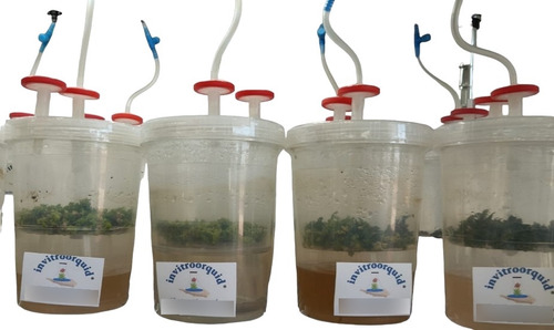 Biorreactores Smit Cultivo In Vitro De Plantas Invitroorquid