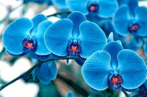 300 Semillas De Orquidea Azul + Instructivo